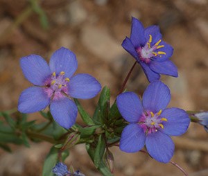 Blue Pimpernel - Anagallis monelli © John Muddeman